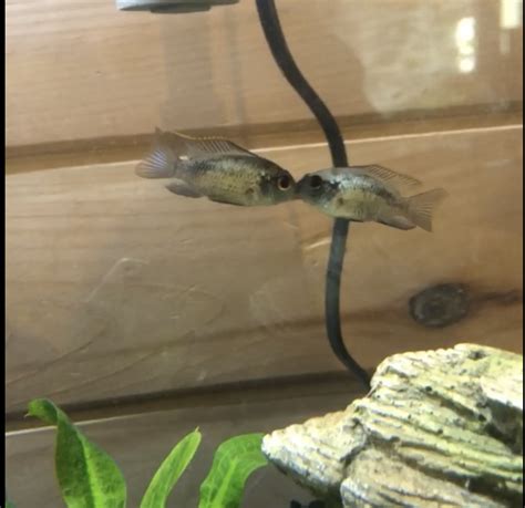 Are My Electric Blue Acaras Mating Or Fighting Cichlid Fish Forum