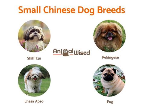 Chinese Dog Breeds List Discover Them All