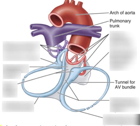 Fibrous skeleton of the heart Diagram | Quizlet