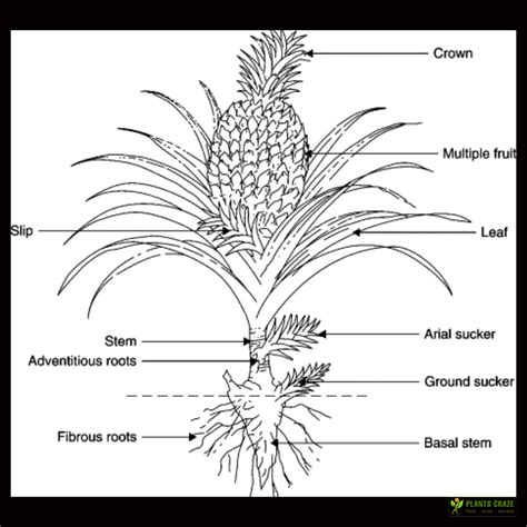 pineapple bush or tree