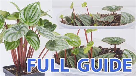 How To Propagate Watermelon Peperomia Every Step Youtube