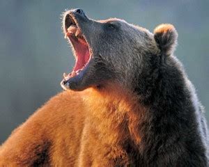 Should We Hunt Grizzly Bears? | Hunting