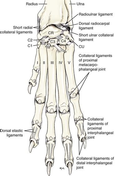 Carpus Metacarpus And Digits Veterian Key