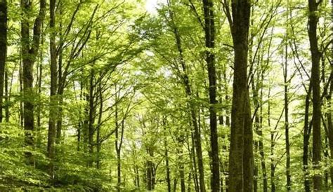 Girifalco domenica si andrà alla riscoperta del bosco Rimitello InfoOggi