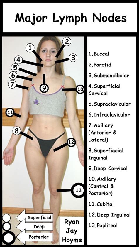 Lymph Nodes Where Are They Lymph Nodes Lymph Massage Lymphatic