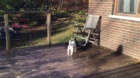 Stripey Came Running Up The Deck Stairs To See His Doggy Friend Youtube