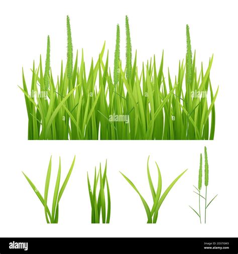 Grass Realistic Green Nature Vector Pictures Of Grass And Leaves Plantain 3d Objects Stock