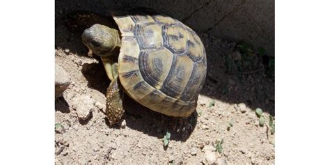 Loire Cigarettes contrefaites et tortues protégées un trafiquant