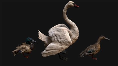 3D Model Swan And Ducks Birds Pack VR AR Low Poly CGTrader