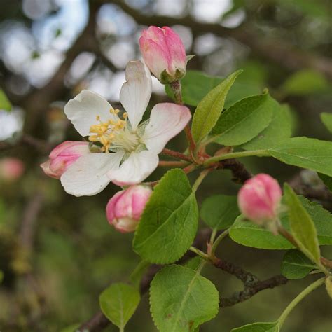 Malus Pumila Mill Malus Domestica Borkh Nom Illeg Apple A