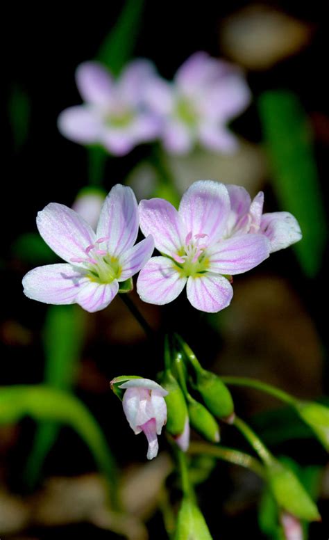 Claytonia Virginica Spring Beauty Prairie Moon Nursery