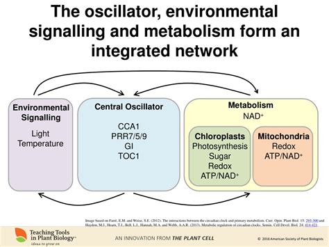 Ppt Rhythms Of Life The Plant Circadian Clock Powerpoint