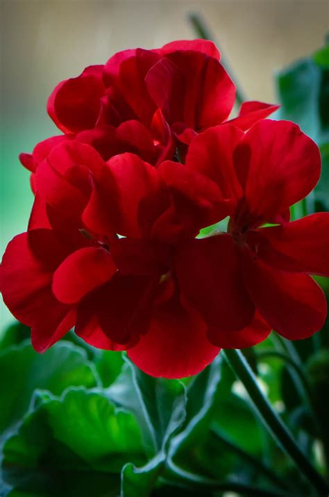 Red Geraniums in Full Bloom