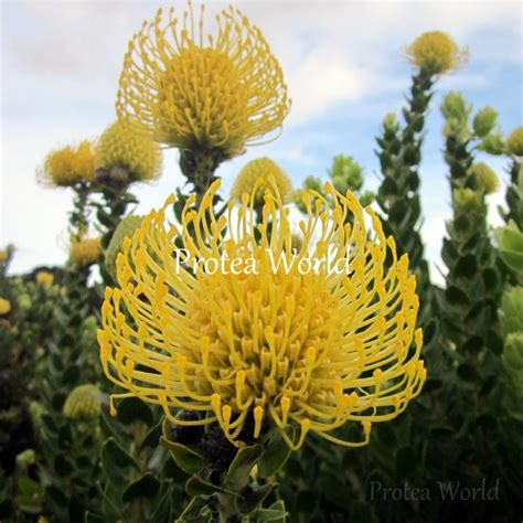 Protea World Protea Plants Online And Nursery High Gold Protea World