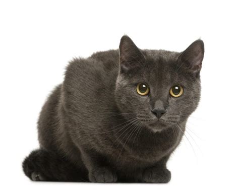 The Chartreux Cat Breed Guide(Characteristics, Temperaments)