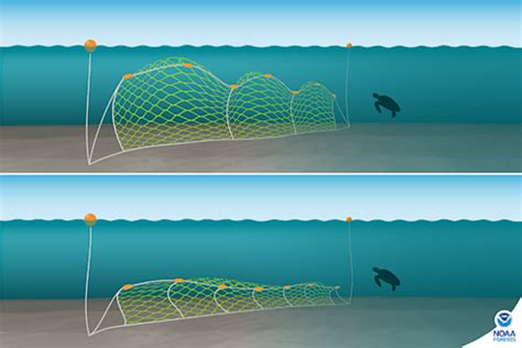 Bycatch Illustration