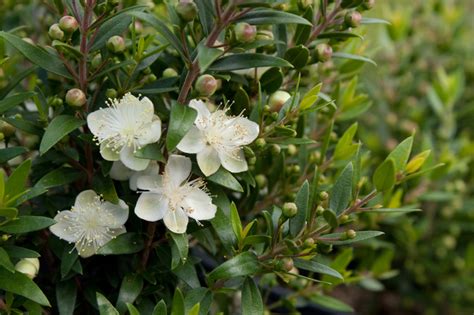 Photo 39526 Myrtus Communis Ssp Tarentina Compacta Plant Lust