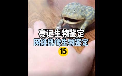 【亮记生物鉴定】网络热传生物鉴定15 哔哩哔哩