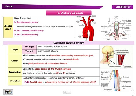 SOLUTION Anatomy 6 Neck Studypool