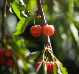 All About Dwarf Plum Trees: When, Where and How to Plant - Home n ...