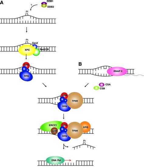 Overview Of The NER Pathway A GG NER Pathway Recognition Of A