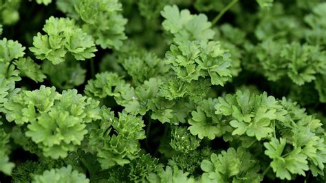 Fresh Parsley Recipes - Farmizen