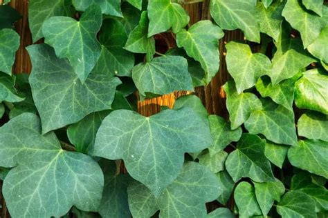 15 Different Types of Ivy (Plus Essential Facts) – Nayturr