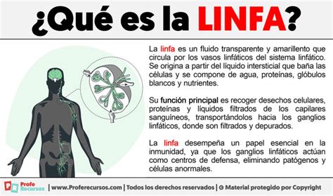 Qué es la Linfa Definición de Linfa