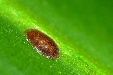 kapar pentax user photo gallery