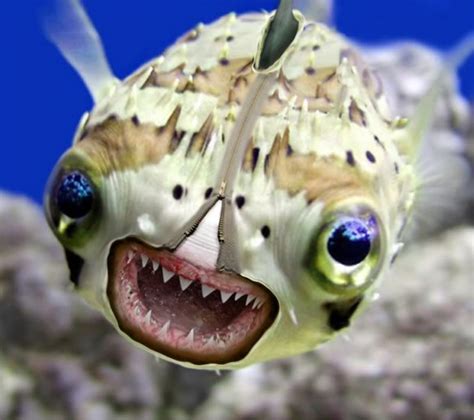 Would you eat pufferfish?