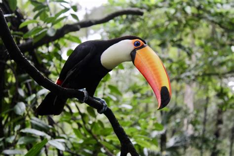 The Unique Adaptation of the Toucan's SKin