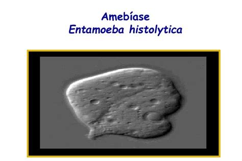 Ppt Amebíase Entamoeba Histolytica Powerpoint Presentation Free Download Id5487412