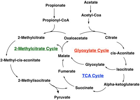 Fileinteraction Of The Citric Acid Cycle Glyoxylate Cycle And