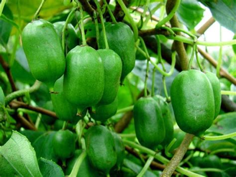 Aktinidia (Actinidia) - opis, wygląd, wymagania, uprawa i pielęgnacja ...