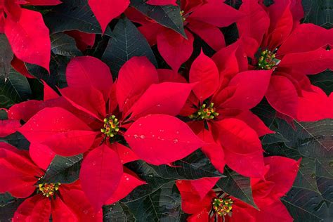 Poinsettia Euphorbia Pulcherrima Growing Guides