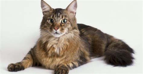 Maine Coon Cat Characteristics Maine Coon Expert