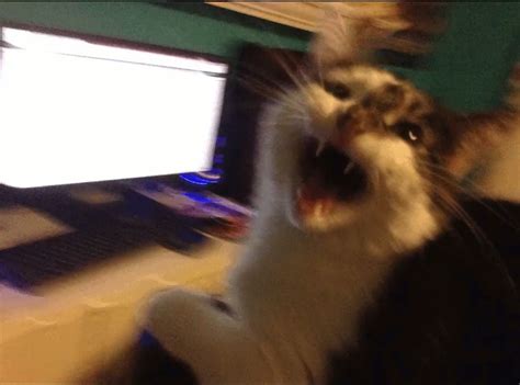 Cat screaming Blank Template - Imgflip