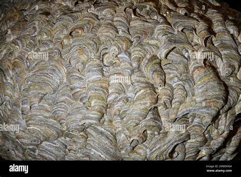 Wasp S Nest In An English Attic Showing The Detail Of How It Was Made