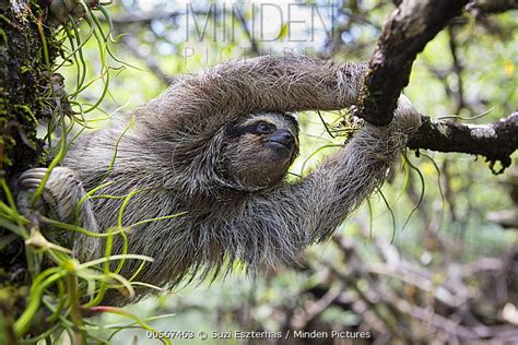 Pygmy Three-toed Sloth stock photo - Minden Pictures