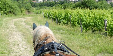 Balade En Cal Che Dans Les Vignes Office De Tourisme De Vend Me