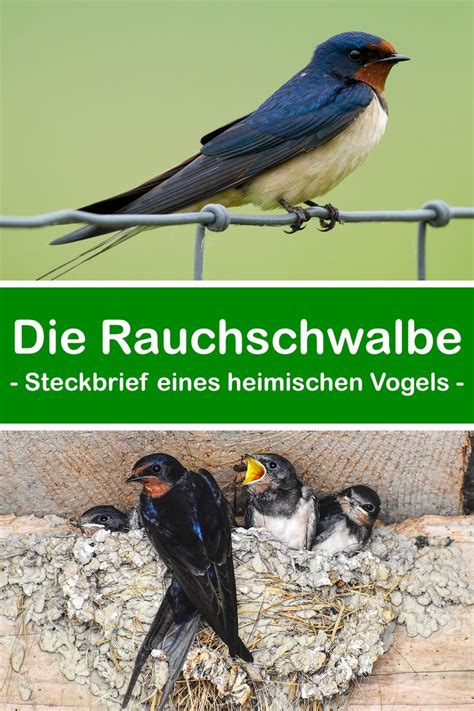 Rauchschwalbe Steckbrief Eines Heimischen Vogels In