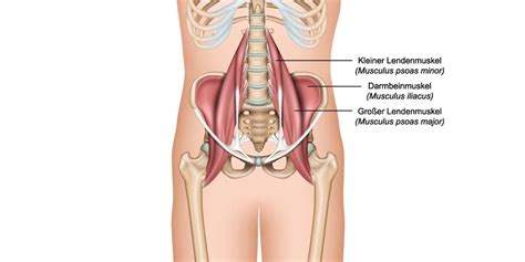 Iliacus Anatomie Und Funktion Des Darmbeinmuskels