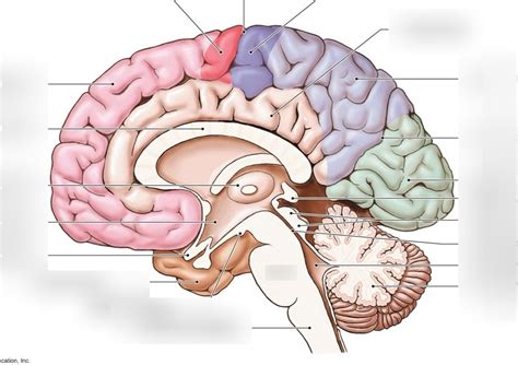 Midsagittal View Of Cerebral Cortex Diagram Quizlet