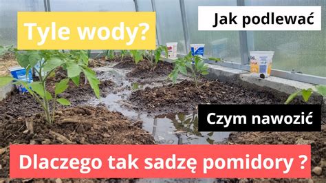 Jak Sadzi Podlewa I Nawozi Pomidory Youtube