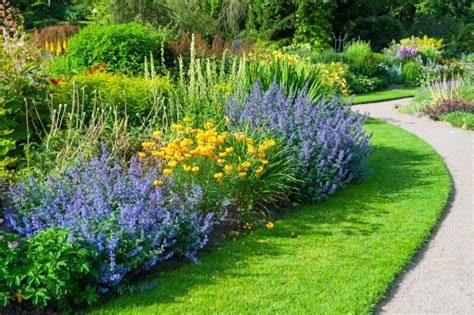 Nepeta Planting Care And Successful Combinations Best Landscape Ideas
