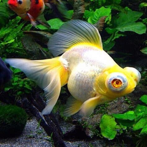 Goldfish Golden Albino Dragoneye Telescope Goldfish Siamese Doll