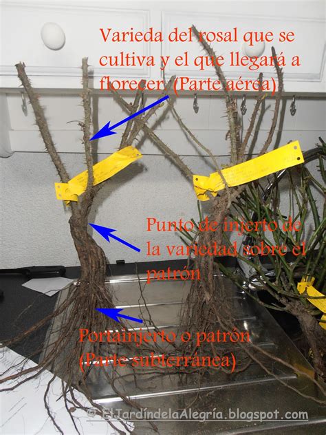 El Jardín De La Alegría Rosales Injertados Versus Rosales En Sus