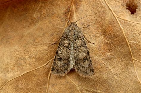 Turnip Moth Somerset Moths