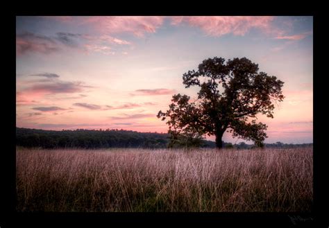 Mayflower Tree HDR by joelht74 on DeviantArt