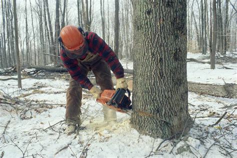 How To Fell A Tree Using A Chainsaw